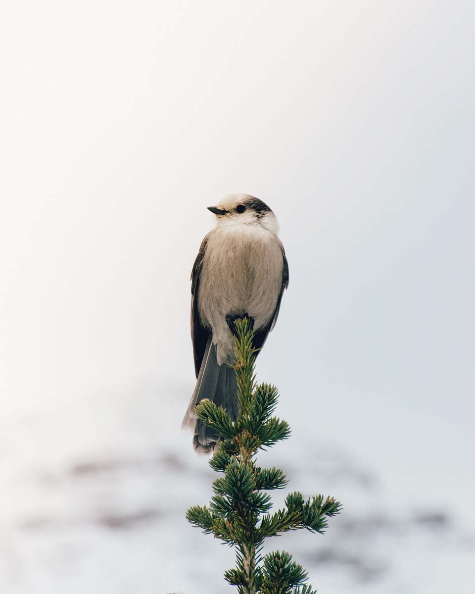 animal white and black bird perched on green twig during daytime tree