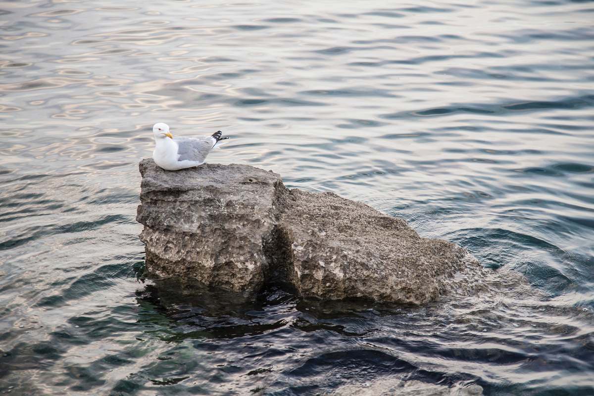 seagull white and gray seagull sitting on rock surrounded by body of water animal