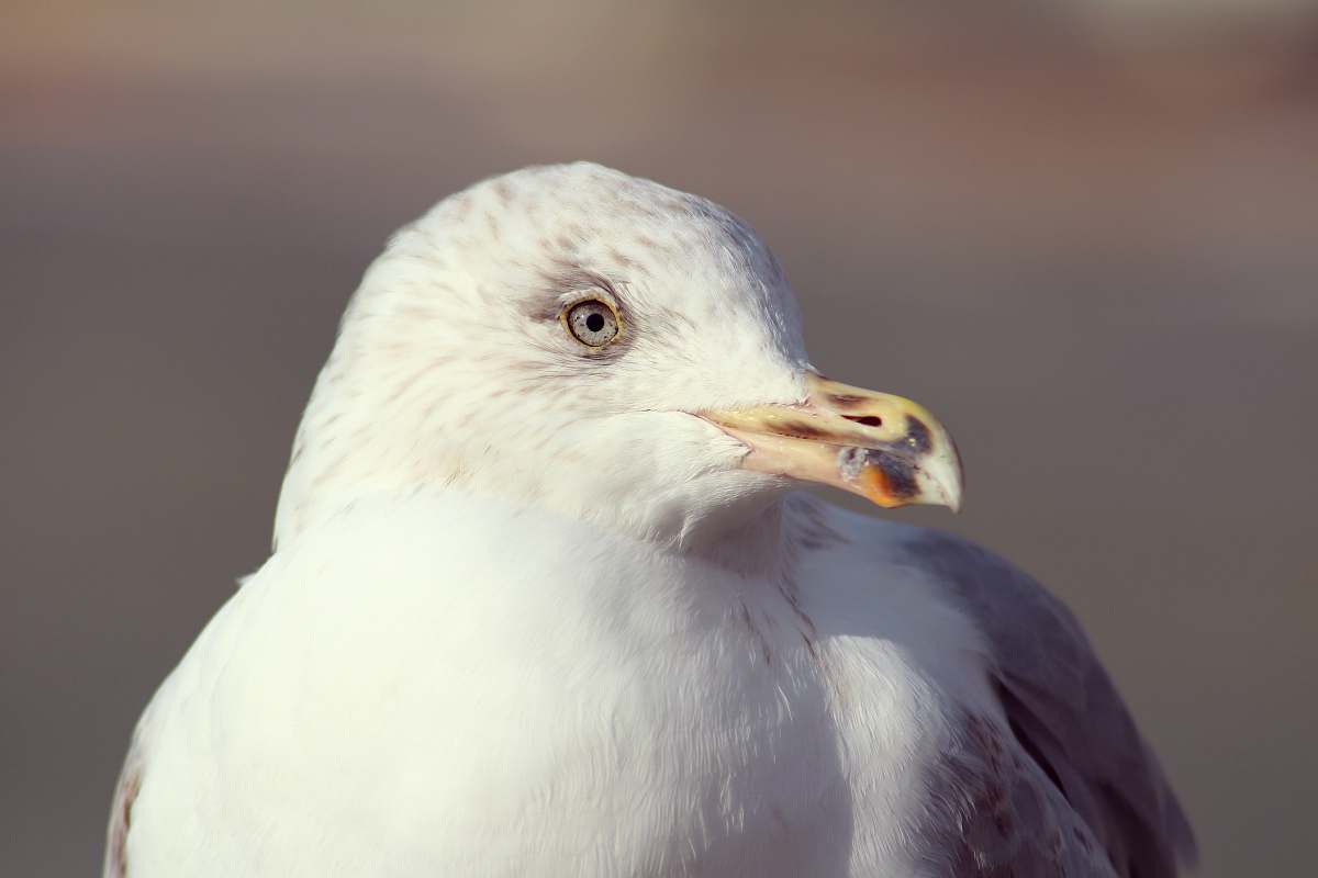 animal white bird beak