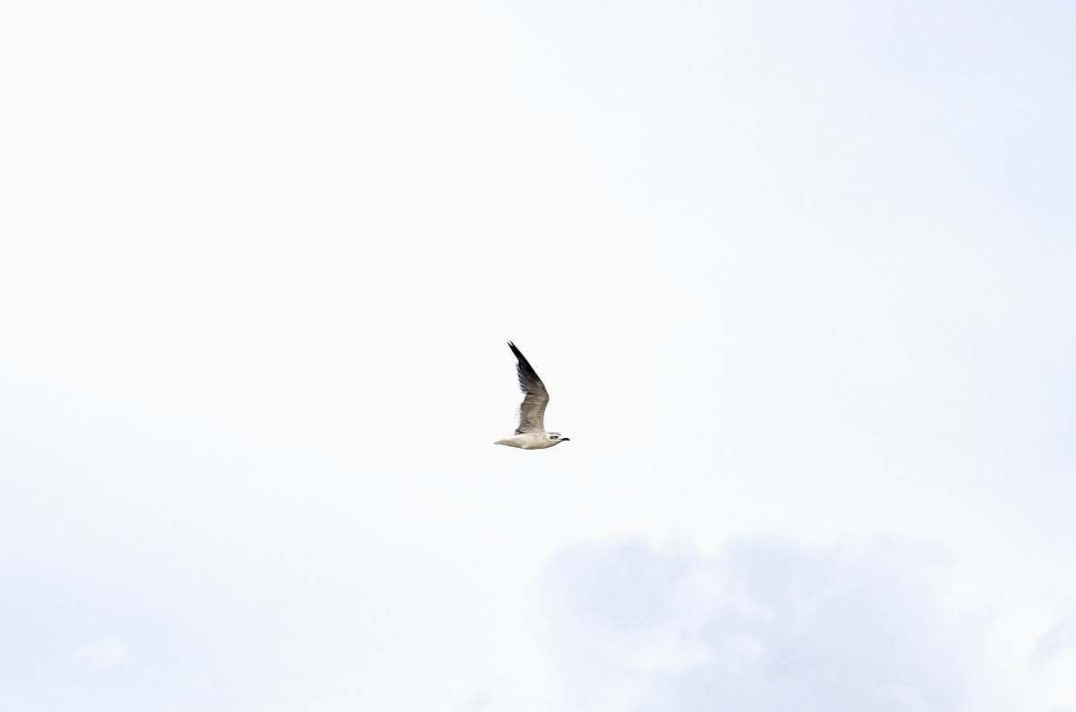 animal white bird flying white