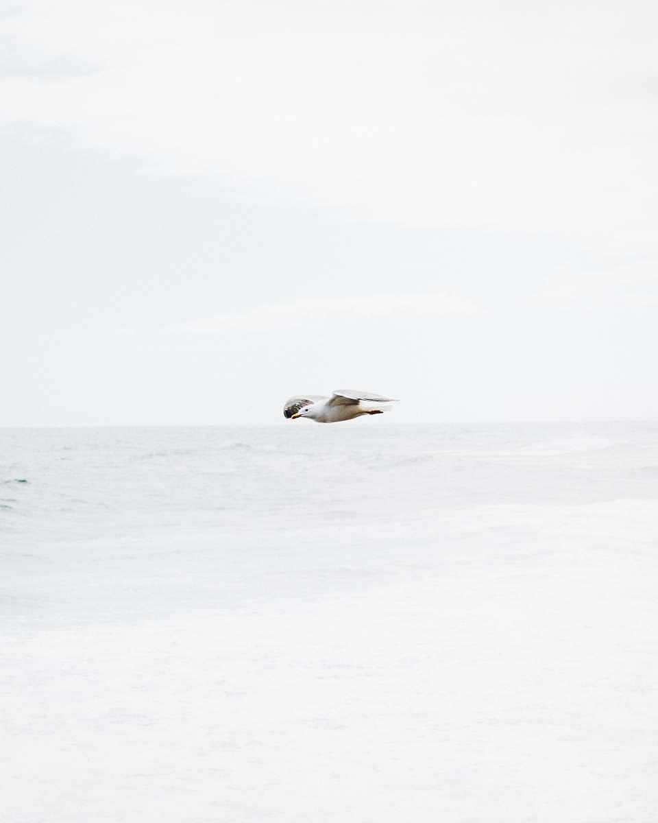 animal white bird in flight over body of water white