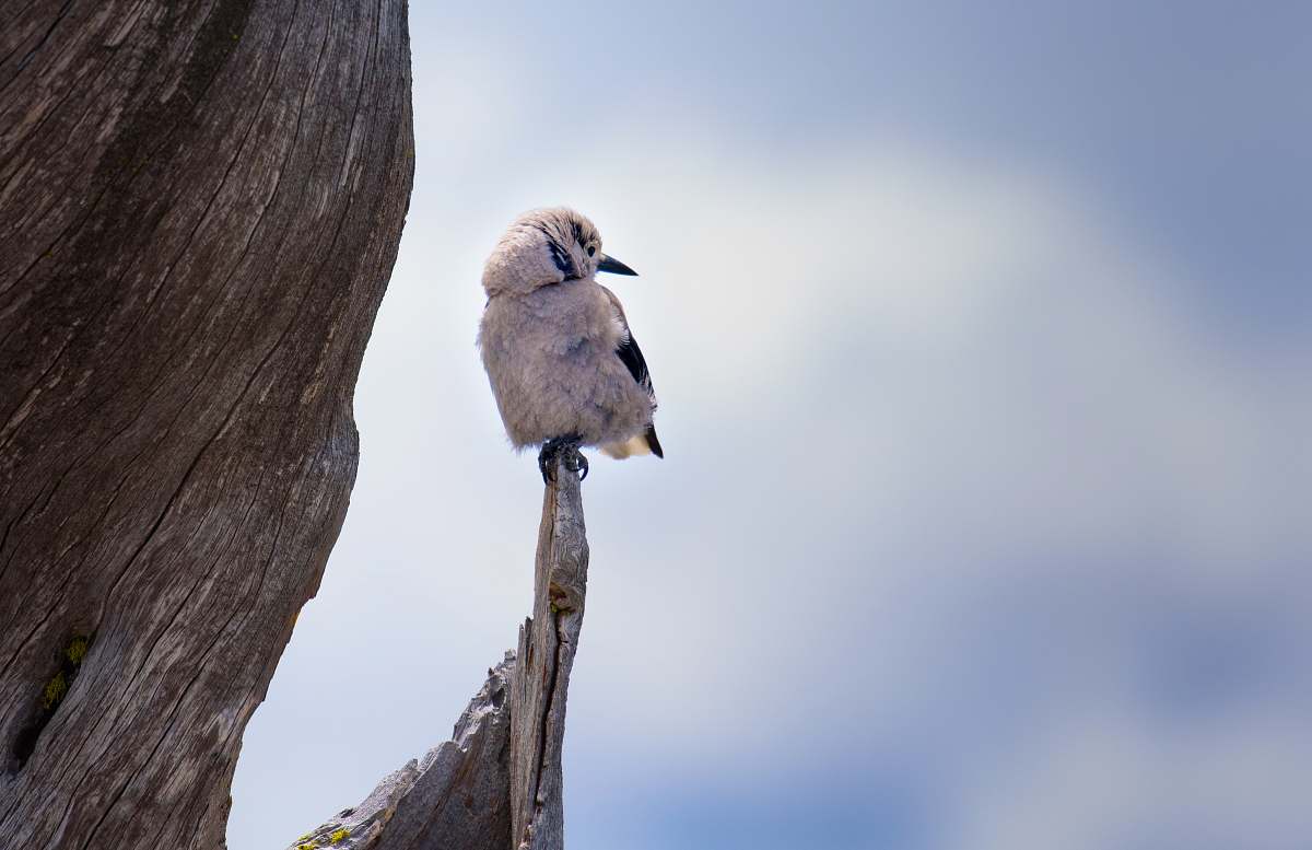 feather white bird perched on branch during daytime perched