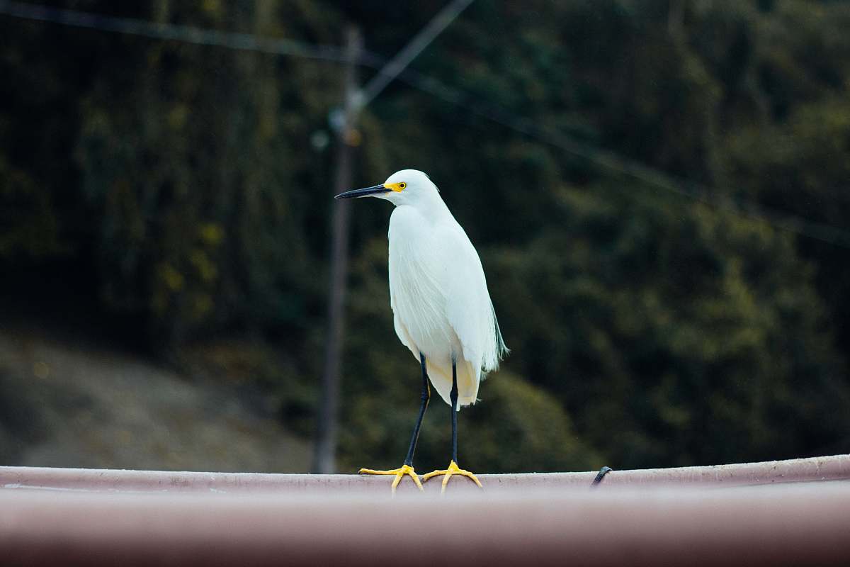 heron white crane bird beak