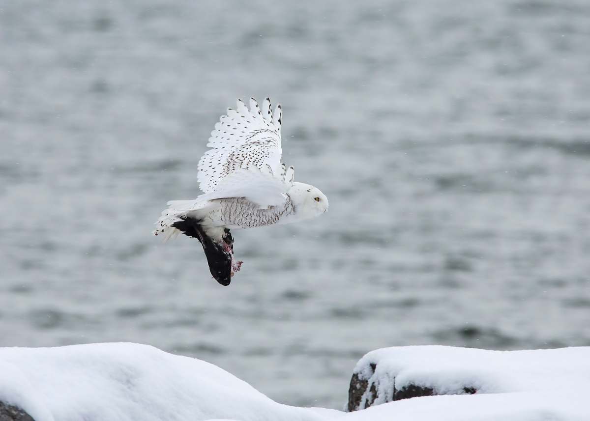 animal white owl flying through the sky seagull