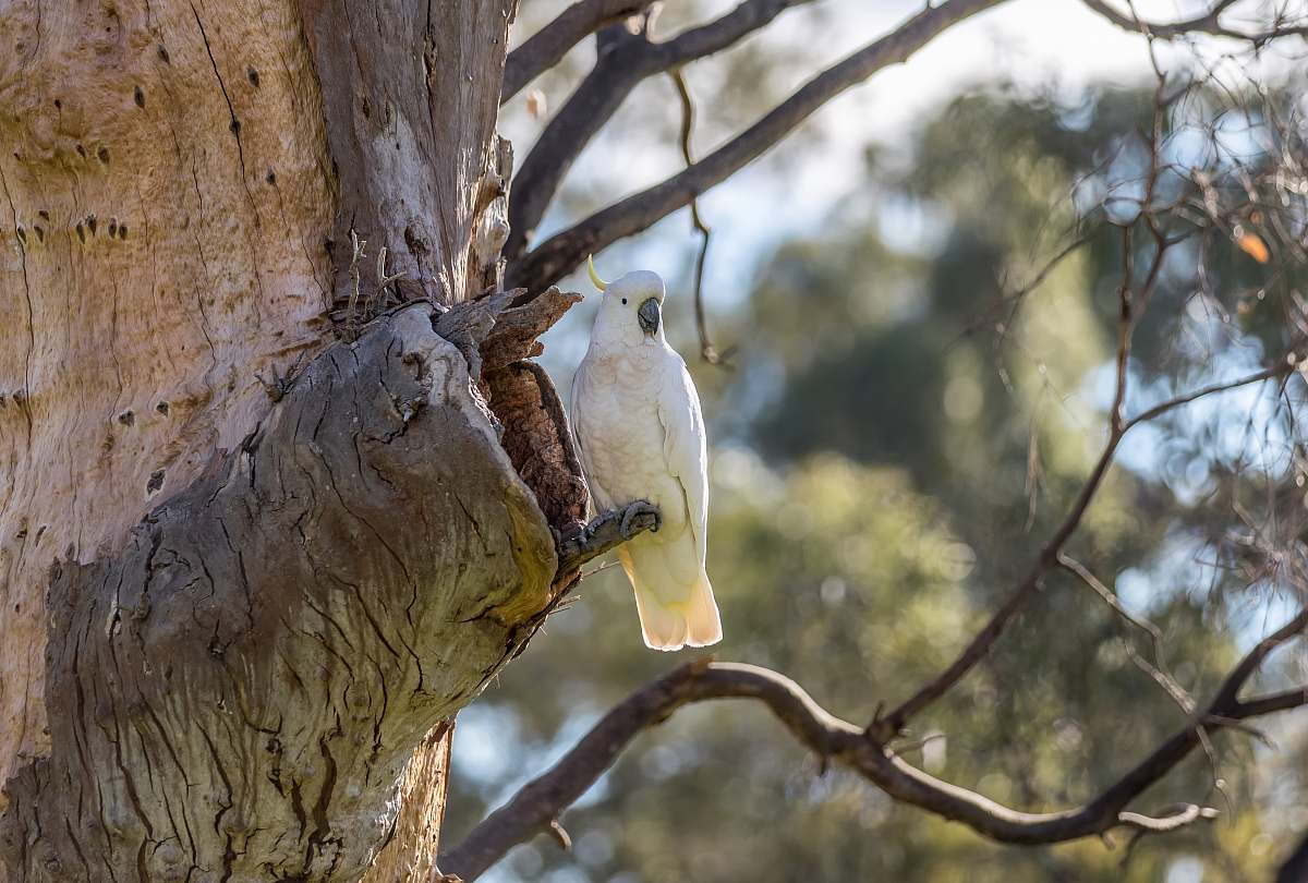 tree white parrot hanging on twig forest