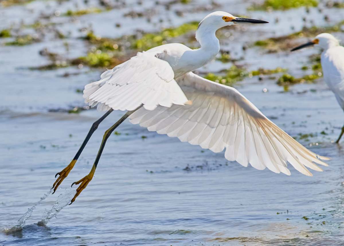 animal white stork on body of water waterfowl