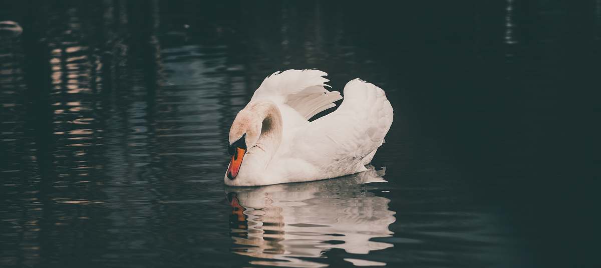 swan white swan reflected on body of water animal
