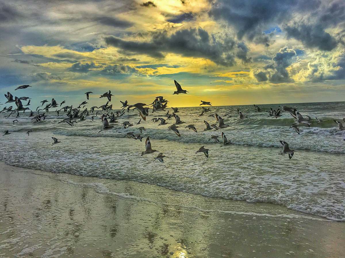 bird pigeons flying on seashore beach