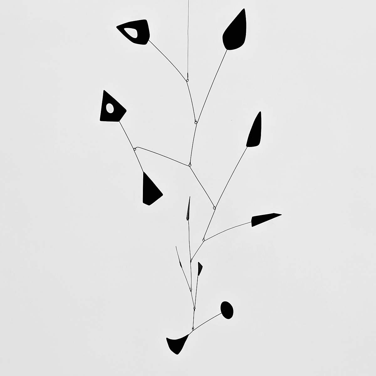 plant  leaf