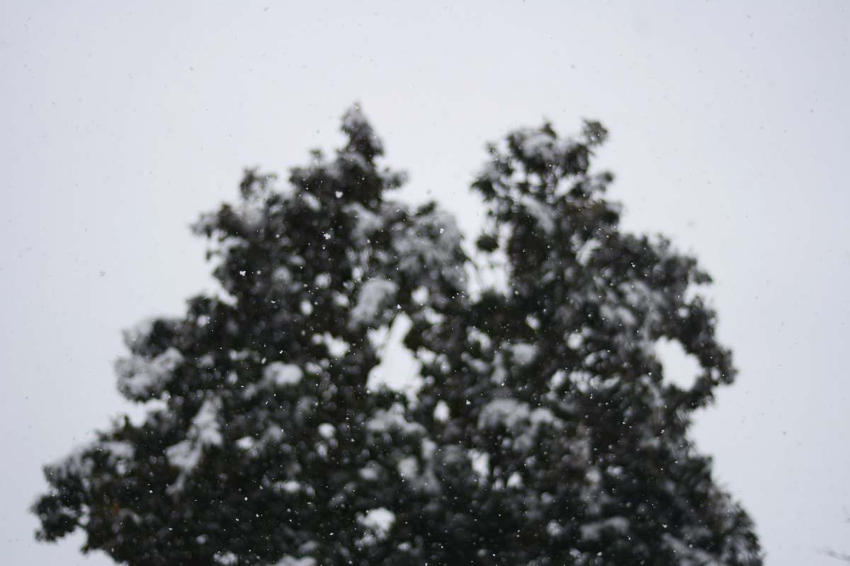 tree  abies