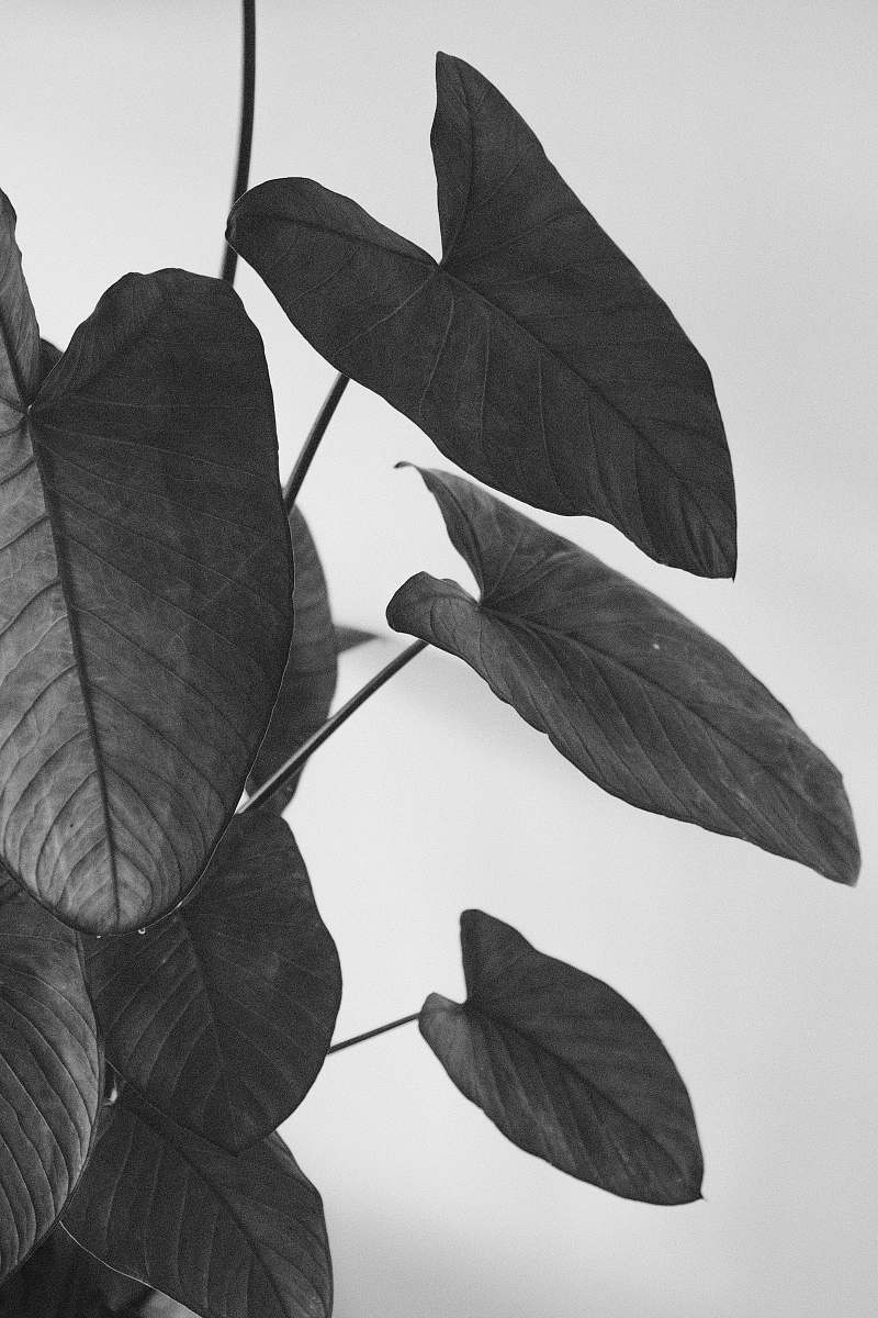 veins  leaf