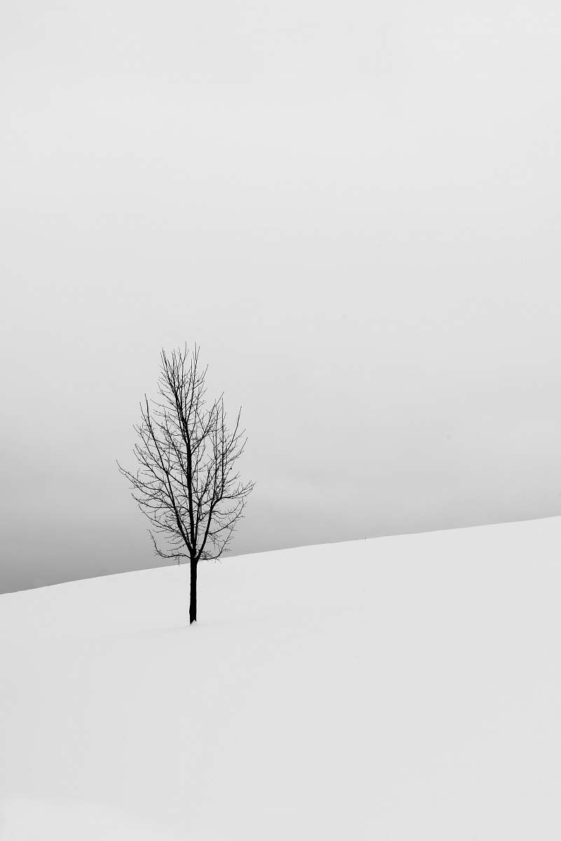 tree bare tree in middle of snowy field plant