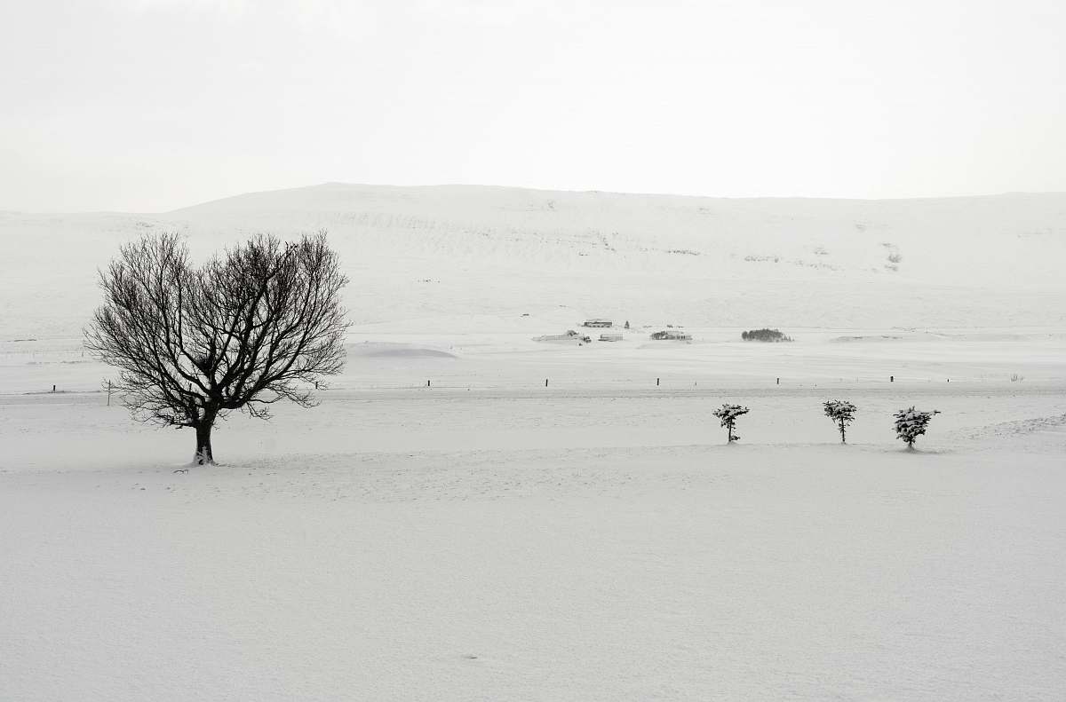 soil bare tree in snow fields during daytime nature