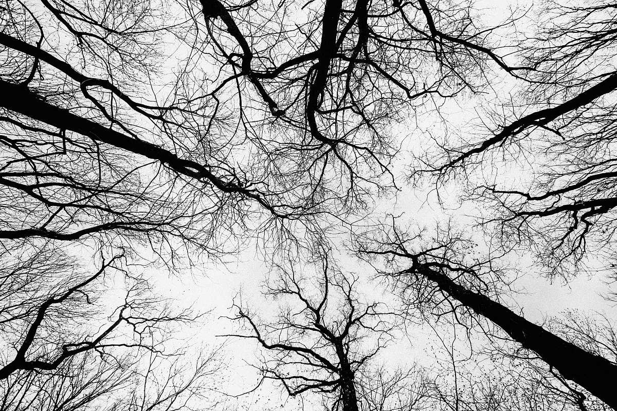 tree bare tree photography erlangen
