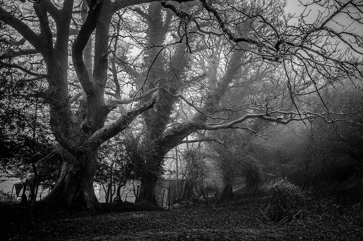 tree bare trees oak