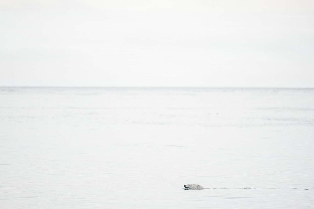 white bear in body of water arctic