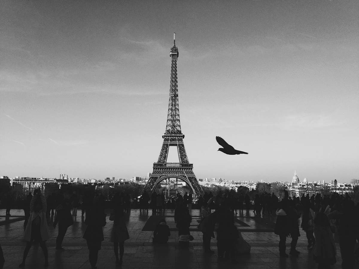 france bird flying above people Walkin near Eiffel tower tower