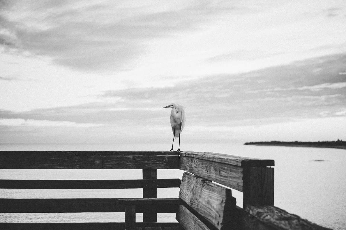 water bird on railing bird