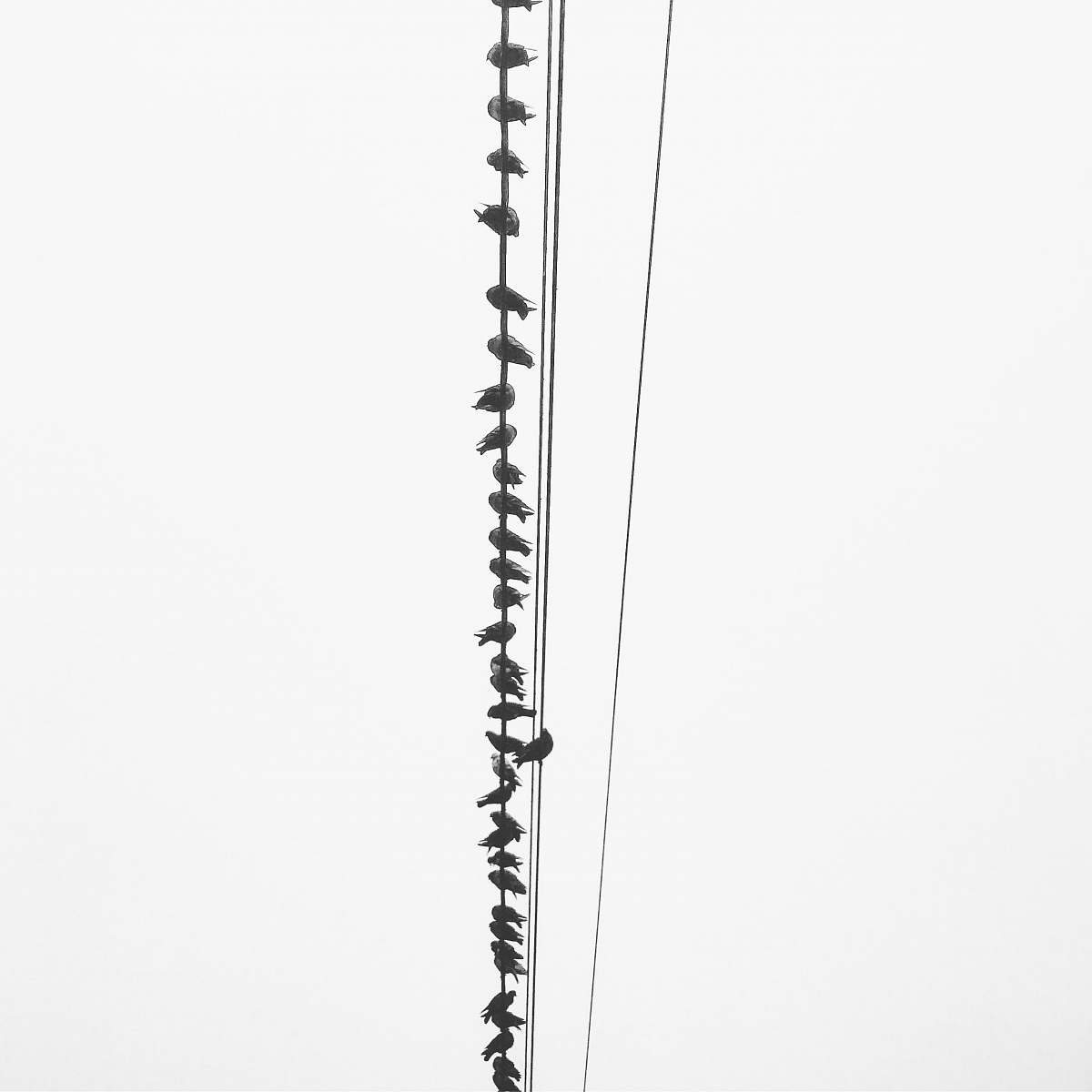 white birds perching on utility wires black