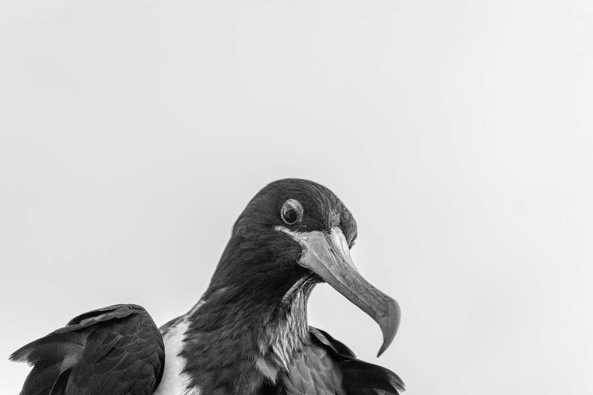 beak black and white bird with white background bird