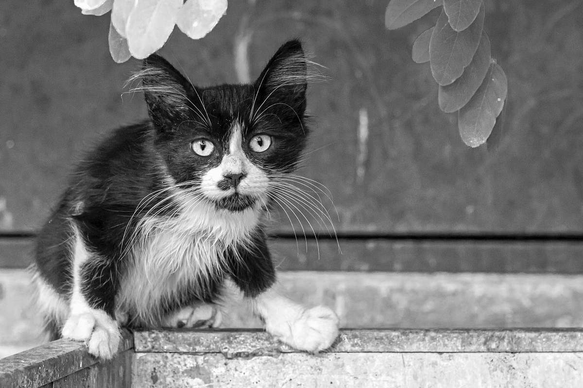 mammal black and white kitten pet