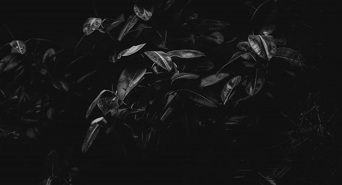 plant black and white photo of plants blossom
