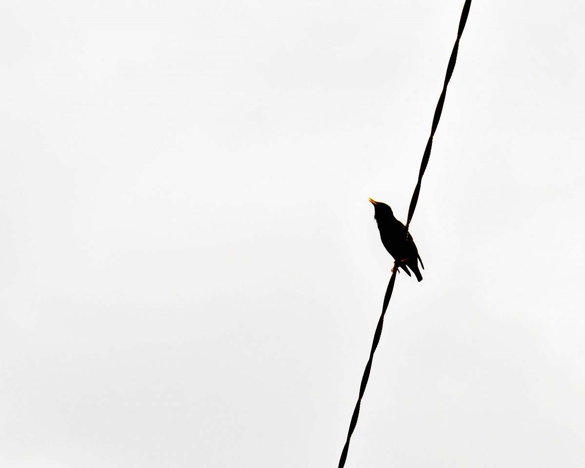 animal black bird on black wire bird