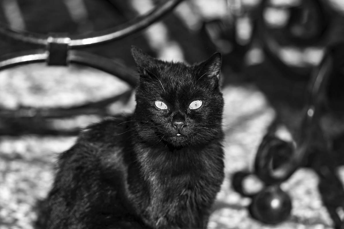 mammal black cat pet
