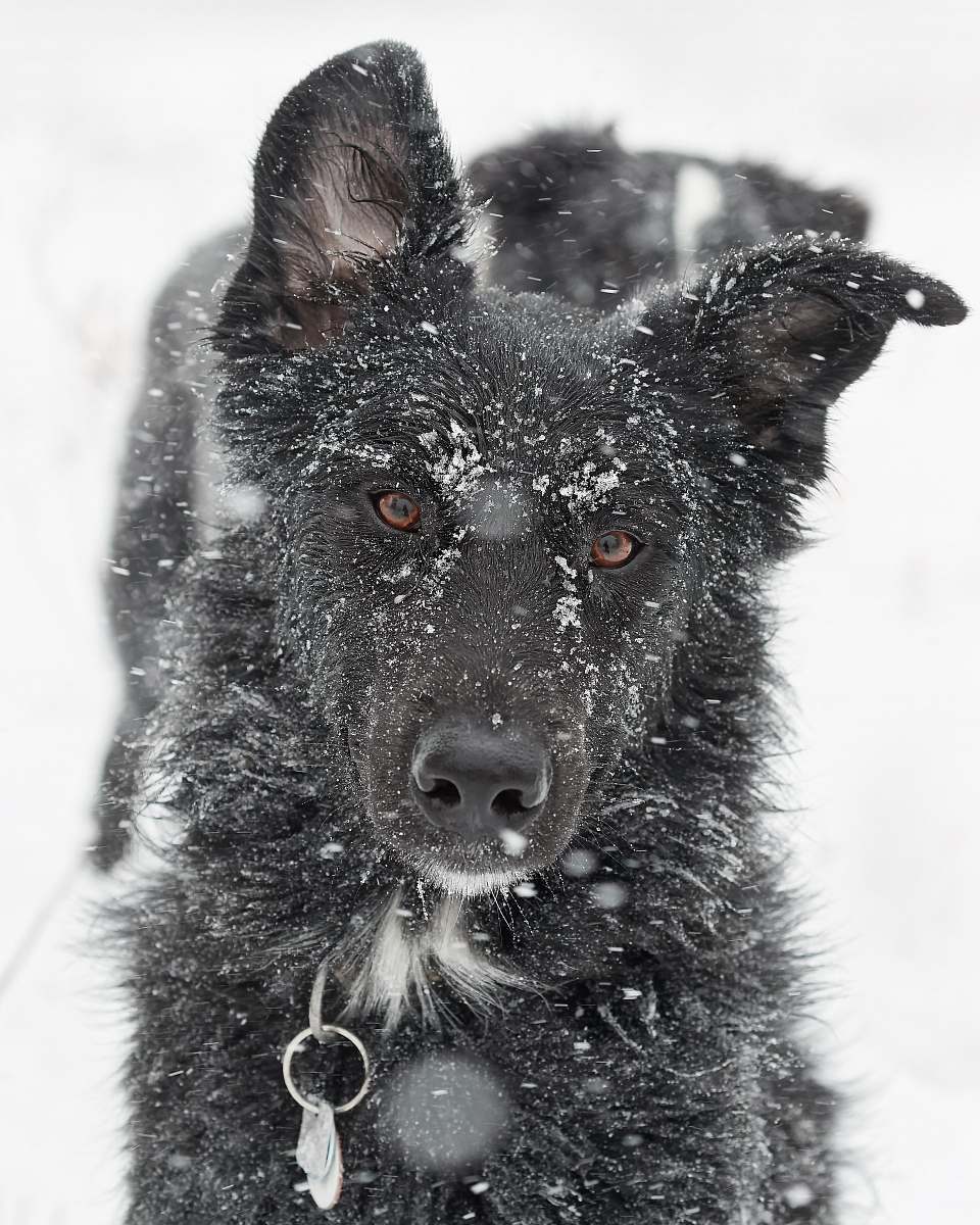 grey black dog in snow terrain during daytime pet