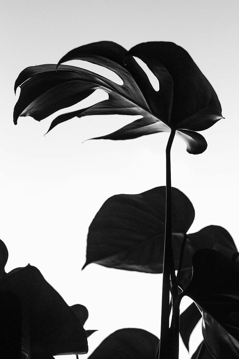 canopy black plant umbrella