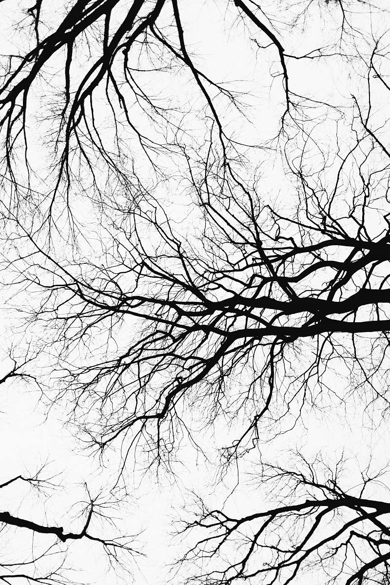 tree black tree branches worms-eye view photo plant