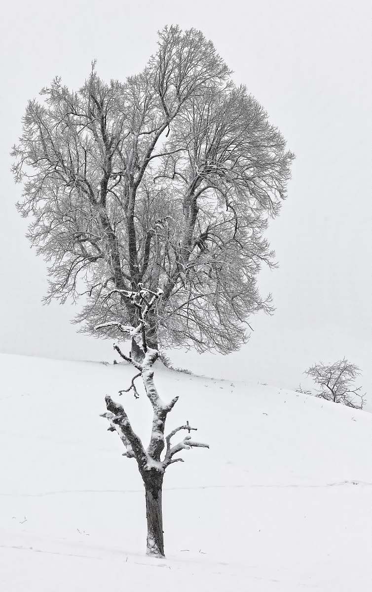 grey brown bare tree nature