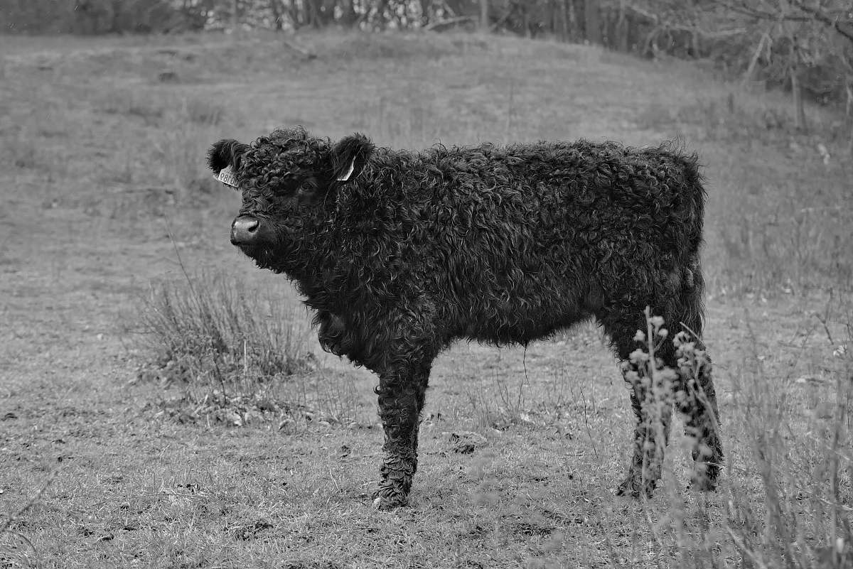 animal brown four legged animal mammal