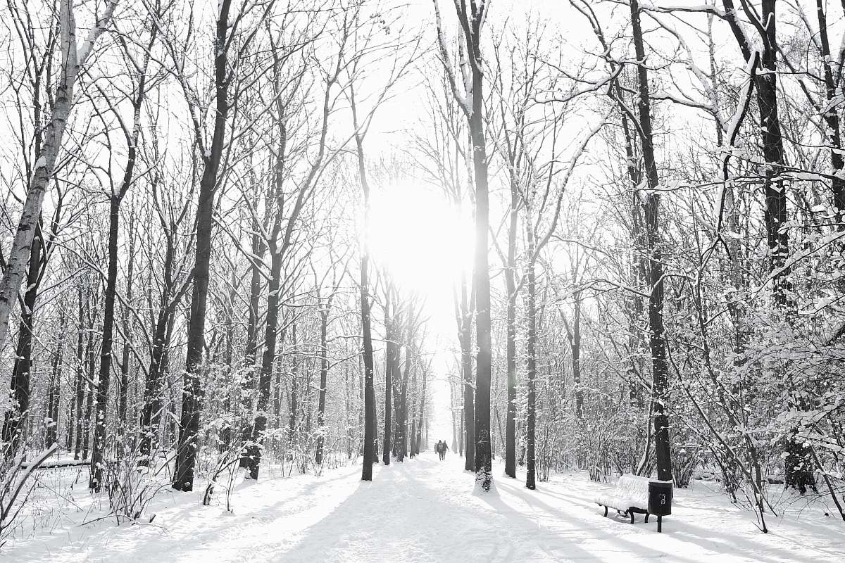 berlin brown trees on snow sand during winter season germany