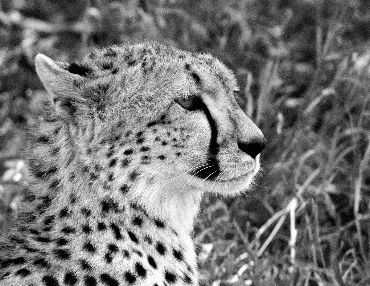mammal cheetah animal