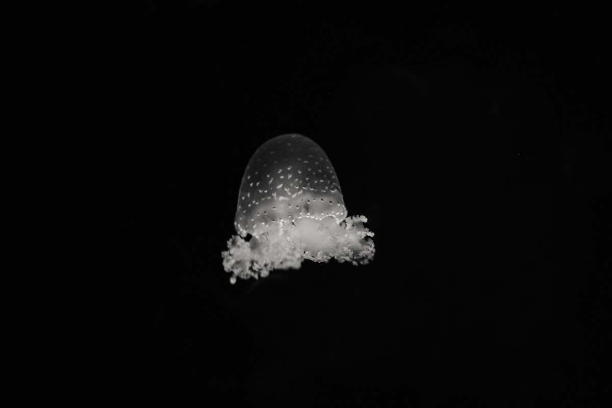 grey clear jelly fish creature