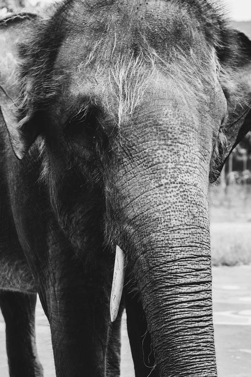 elephant close-up photo of elephant animal