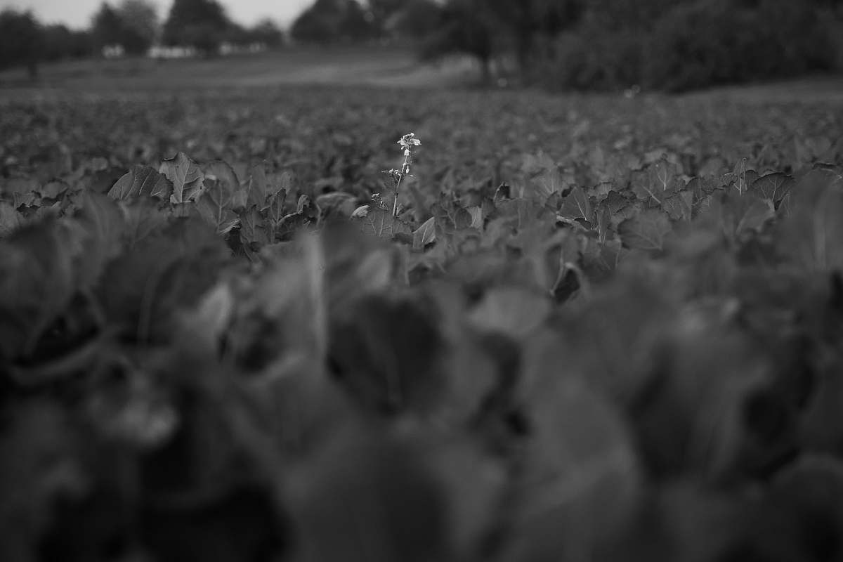 ground close view of grasses grey