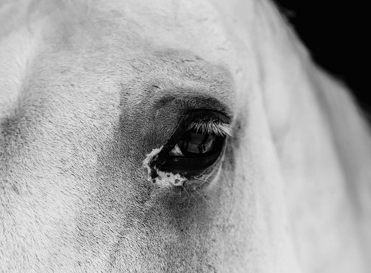 grey closeup photo of horse eye horse