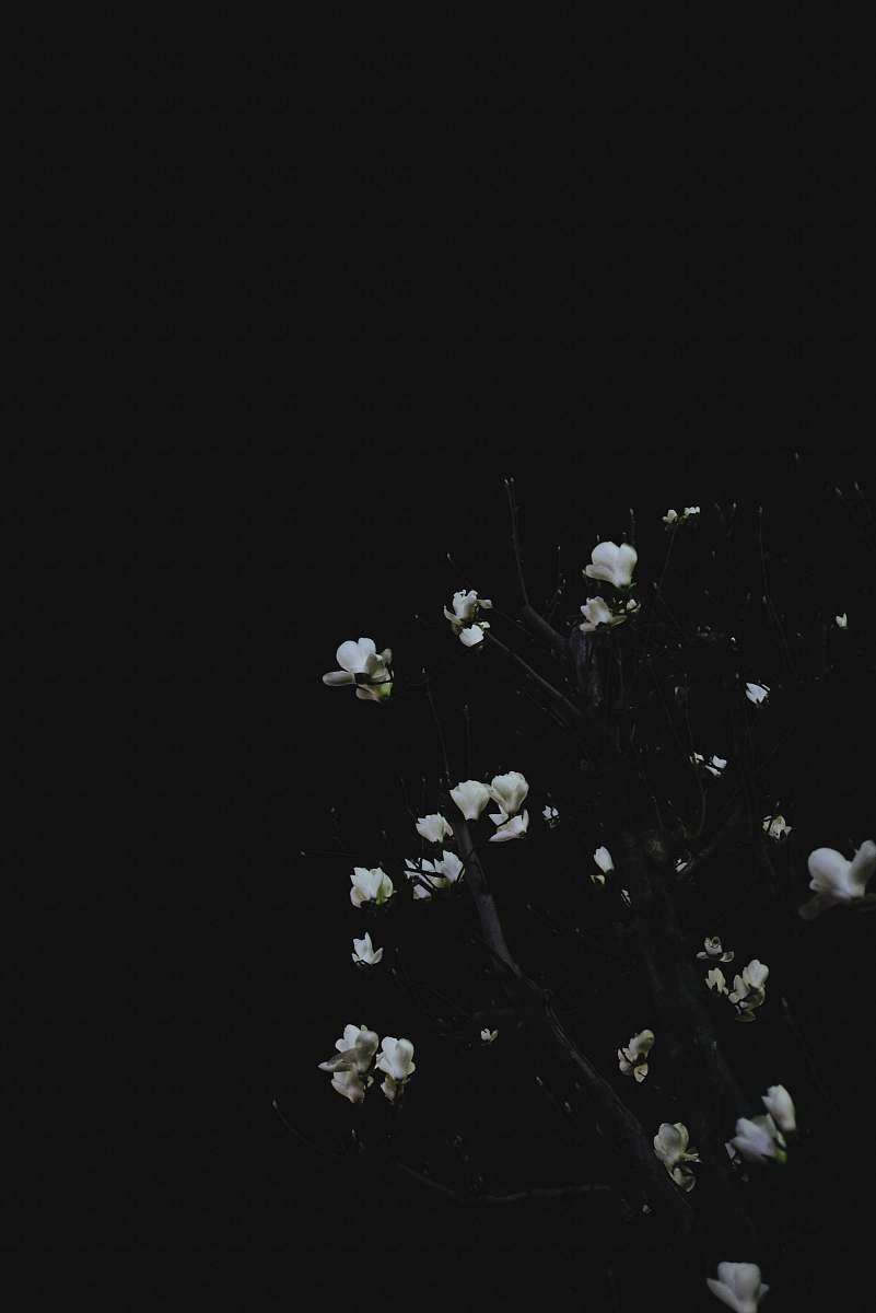 flower closeup photo of white leaf plant plant