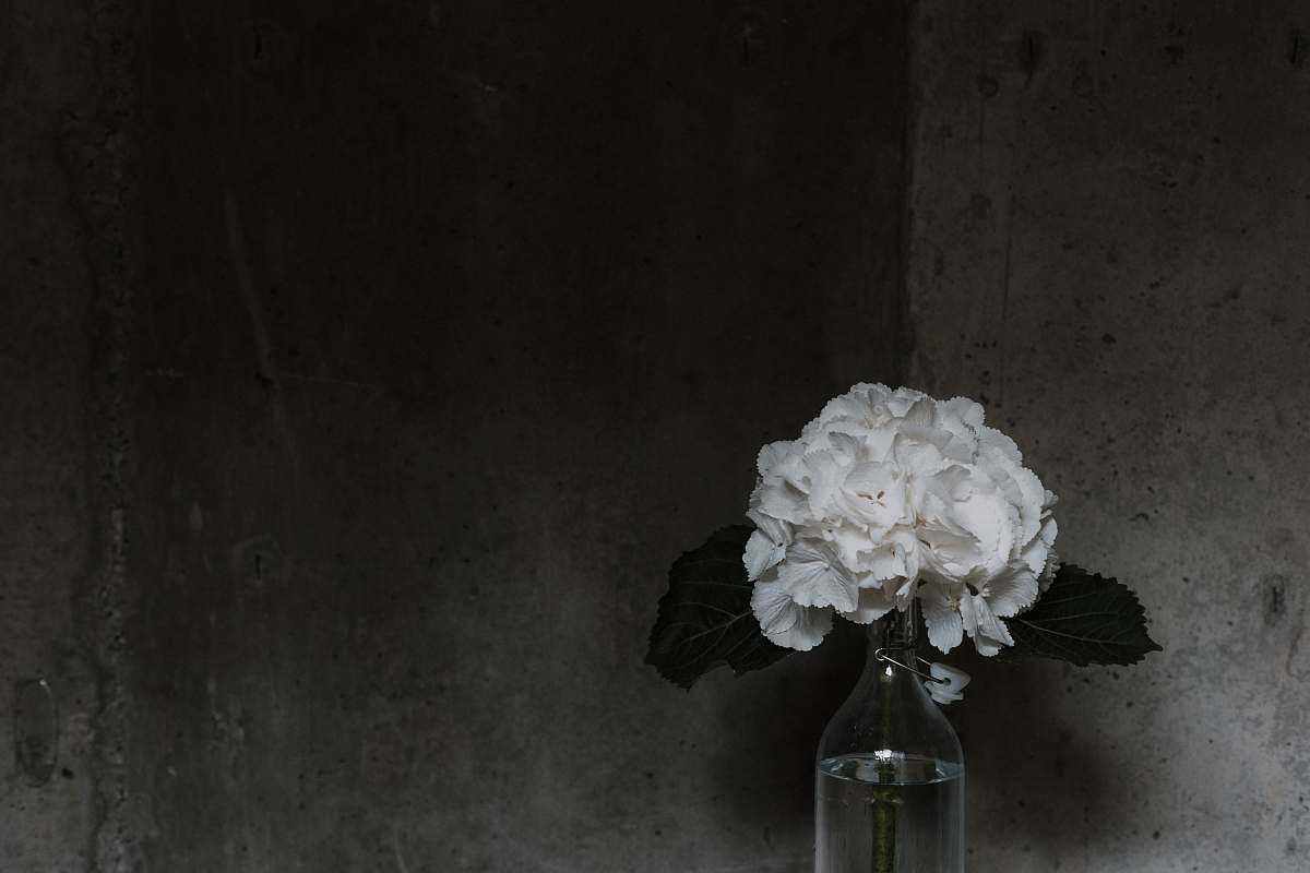 flower closeup photo of white petaled flower arrangement plant
