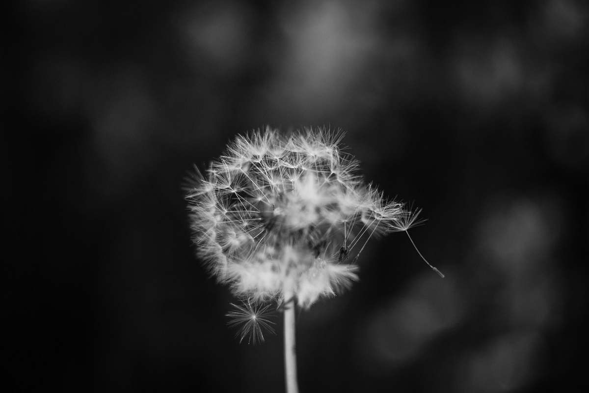 flower dandelion grayscale photo dandelion