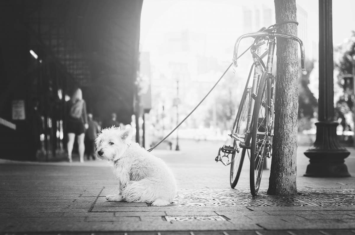 dog dog tied on brown post pet