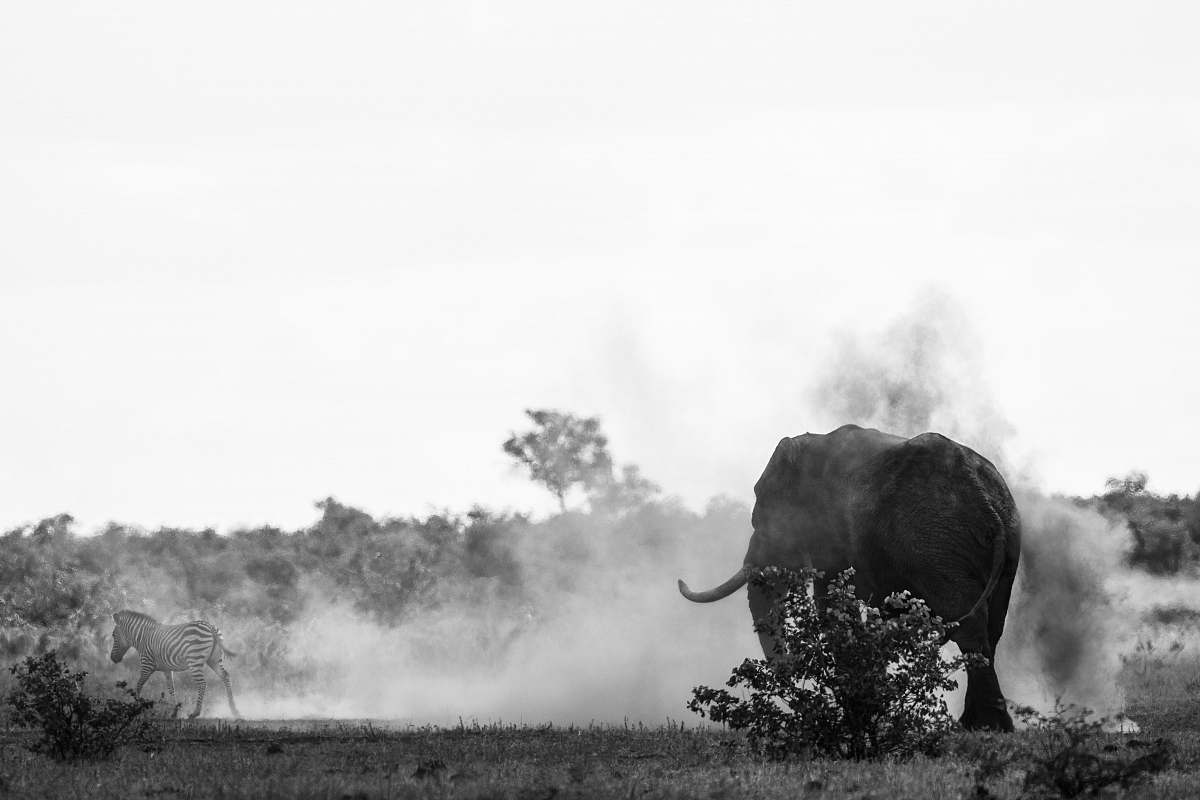 white elephant chasing zebra animal