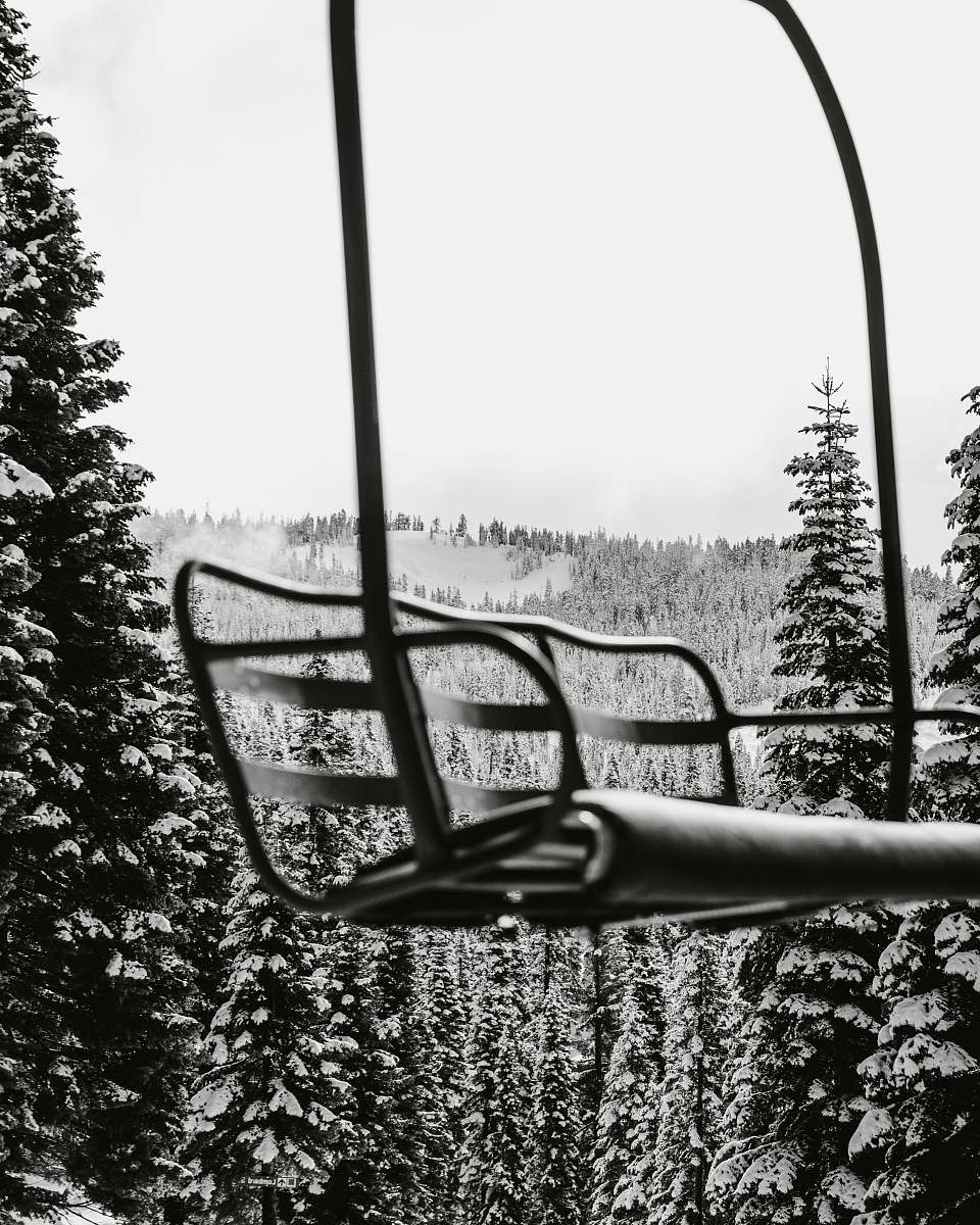 plant empty bench tree