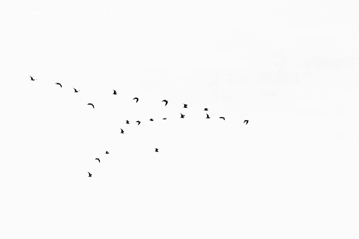 animal flock of birds flock