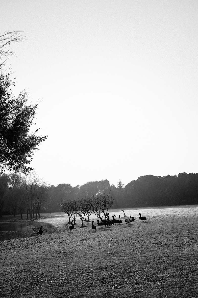 nature flock of ducks ground