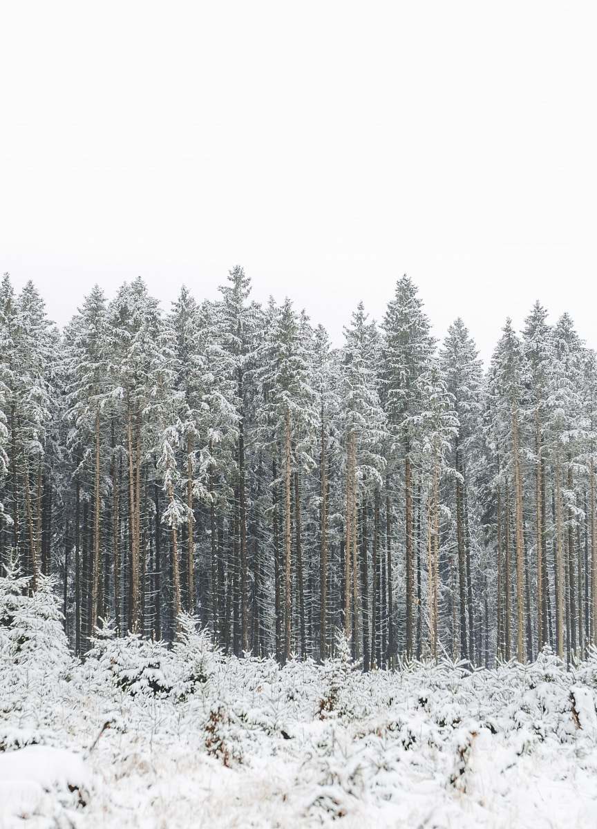 grey forest covered by snow snow