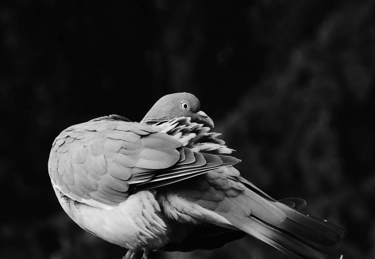 bird gray and white pigeon close-up photography pigeon
