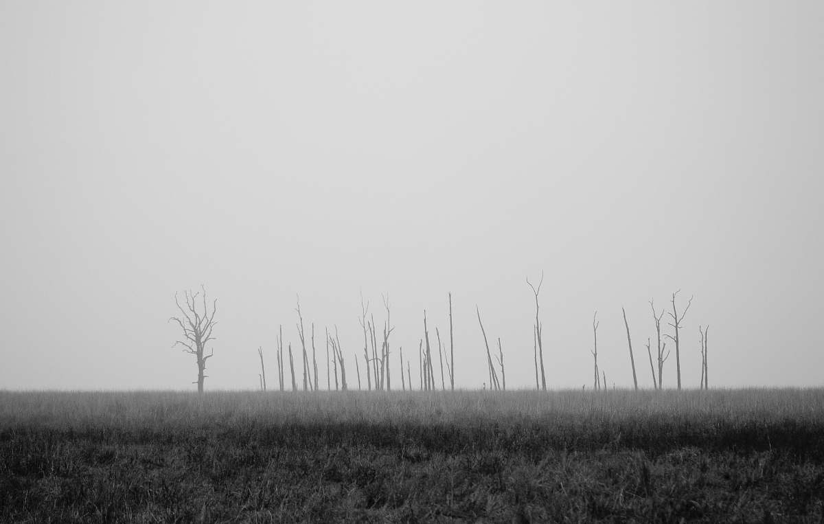 grey gray trees on grassland trees
